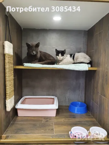 Хотел за котки София
                

                гр. София
                вчера

                                                            20 лв 
                        10,23 €