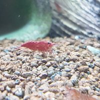 Скарида NEOCARIDINA HETEROPODA VAR. RED, снимка 1 - Рибки - 34286347