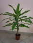 Драцена фрагранс Golden Coast /Dracaena fragrans Golden Coast/