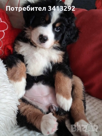 Бернски зененхунд / Швейцарска овчарка  →
		Обява 52405374