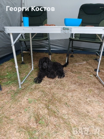 Продавам Кокер шпаньол  →
		Обява 52585151