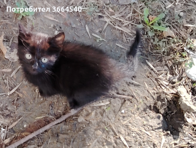 Подарявам котенца  →
		Обява 52152473 Подарявам котенца  →
		Обява 52152473