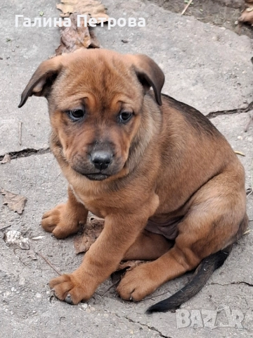 Кой ще се отзове? →
		Обява 52484104