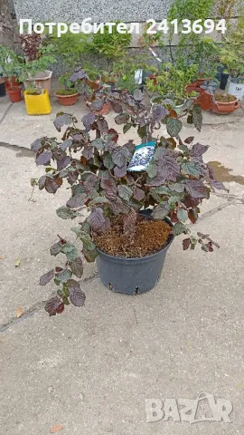 къдрав червен лешник corylus Red Majestic 
                
                гр. Сливен, Клуцохор
                днес
                                    110 лв 
                    56,24 € къдрав червен лешник corylus Red Majestic 
                
                гр. Сливен, Клуцохор
                днес
                                    110 лв 
                    56,24 €