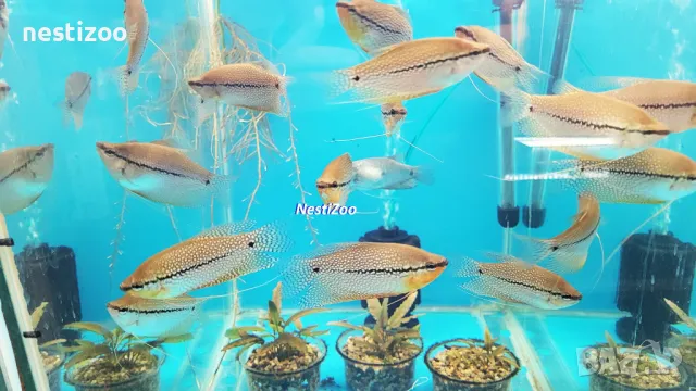 Трихогастер Леери →
		Обява 50168968 Трихогастер Леери →
		Обява 50168968