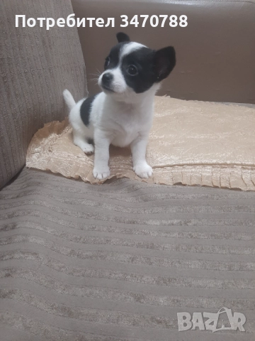 Чихуахуа  →
		Обява 52366444