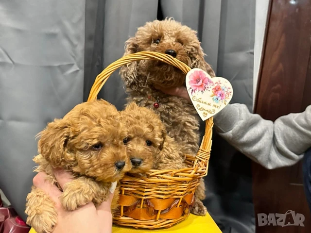 Пудел той →
Обява 51150079 Пудел той →
Обява 51150079