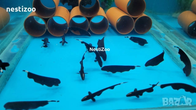 Черен Нож →
Обява 52308360 Черен Нож →
Обява 52308360