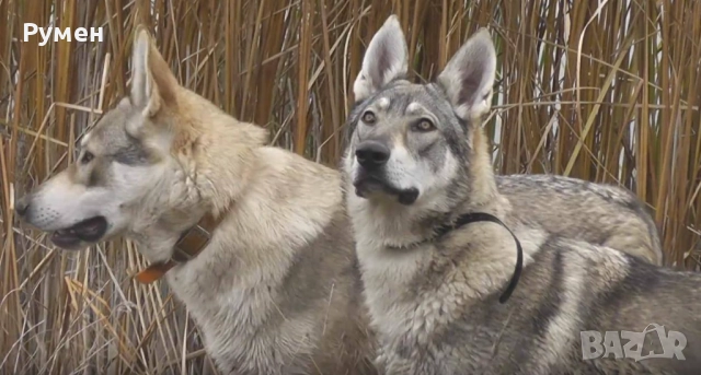 Чехословашки вълчак източно-европейска овчарка →
Обява 52428428 Чехословашки вълчак източно-европейска овчарка →
Обява 52428428