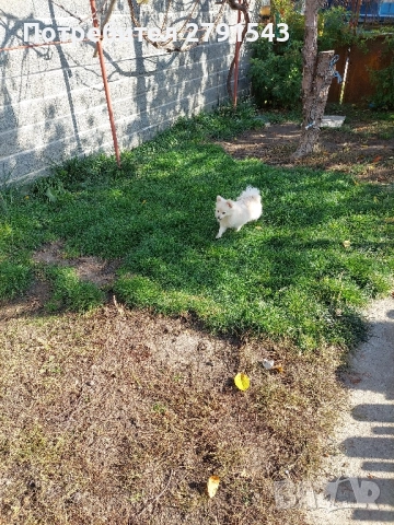 померан померанче →
Обява 52293099 померан померанче →
Обява 52293099