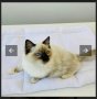 здравейте предлагаме ви Плюшено легло за малки и средни котки 2в1. , снимка 4