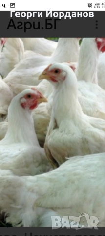 продавам бройлери заклане от4до4.500клг. →
		Обява 52254434