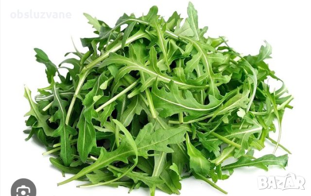 Салата Рукола, био