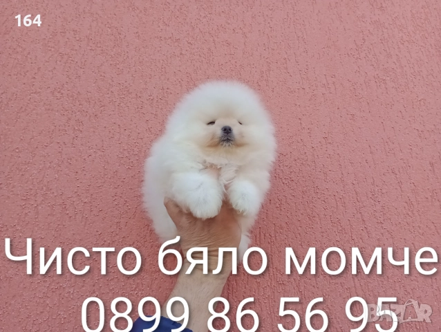 Мъжки Померани. Реални снимки от 24.11.25 г.
                

                гр. Пазарджик, Запад
                вчера

                                                            1 500 лв 
                        766,94 €