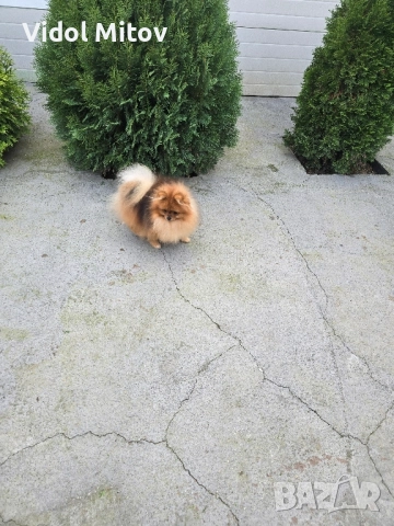 Мини Померан момче 
                

                гр. Хисаря, Пловдив
                вчера

                                                            1 200 лв 
                        613,55 €