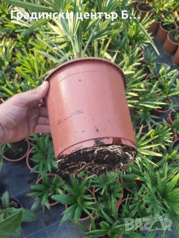 Студоустойчиви палми трахикарпус, снимка 2 - Градински цветя и растения - 42041111