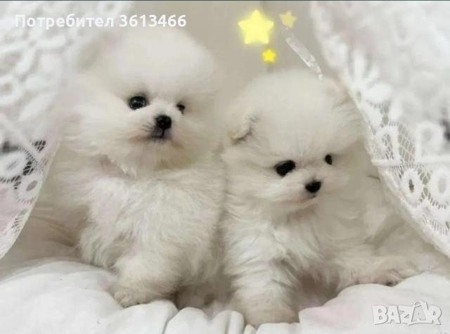 Померан babyface бели пухчета
                

                гр. София, Дружба 2
                днес

                                                            1 099 лв 
                        561,91 €