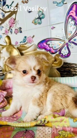 Чихуахуа →
Обява 52567835 Чихуахуа →
Обява 52567835