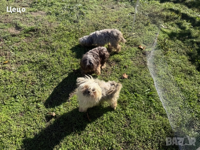 Бивер йорки
                

                с. Житница, Пловдив
                днес

                                    Договаряне