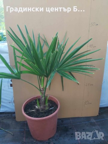 Студоустойчиви палми трахикарпус, снимка 3 - Градински цветя и растения - 42041111