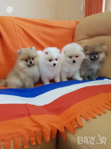 Померан померани свободни Гр. София
                
                гр. София, 7-ми 11-ти километър
                днес
                                    600 лв 
                    306,77 € Померан померани свободни Гр. София
                
                гр. София, 7-ми 11-ти километър
                днес
                                    600 лв 
                    306,77 €