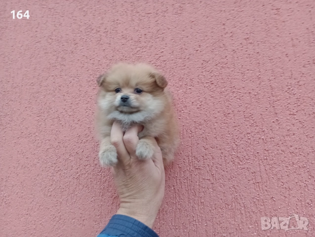 Померани. Момчета и момиче. Снимки от 04.11.25 г. →
		Обява 52196028