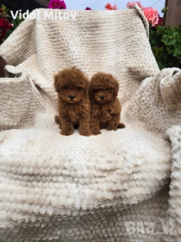 Той Пудел момчета  →
		Обява 52457391