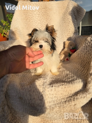 Мини Бивър Йоркширски териер момиче  →
		Обява 52489193