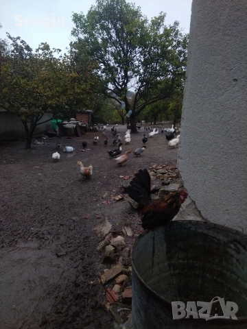 патици крякащи и гъски →
		Обява 52820502