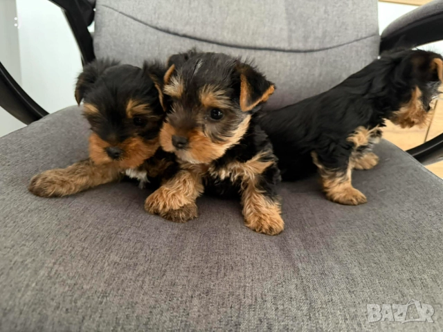 Йоркширски териер Момиченца момченца Актуално от 18.11.2025 →
Обява 52358454 Йоркширски териер Момиченца момченца Актуално от 18.11.2025 →
Обява 52358454