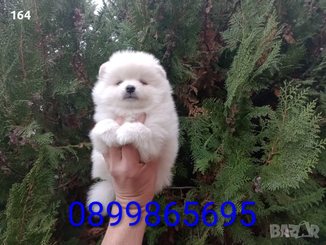 Момичета и момчета. Померанчета. Реални снимки от 17.11.25 →
Обява 52435627 Момичета и момчета. Померанчета. Реални снимки от 17.11.25 →
Обява 52435627