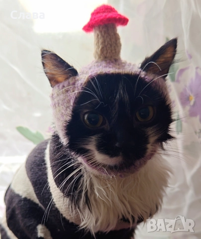 котешка шапцица →
Обява 52961401 котешка шапцица →
Обява 52961401