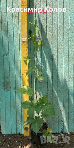 Къпина едроплодна без бодли, снимка 3 - Градински цветя и растения - 41315775