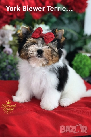 Йоркширски Териер! Елитни кцченцата с родословие! Доставка 
                

                гр. Варна, Левски 1
                днес

                                                            2 000 лв 
                        1 022,58 €