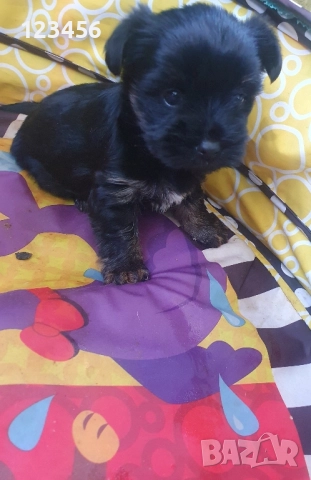 Малки йоркита  →
		Обява 52255927