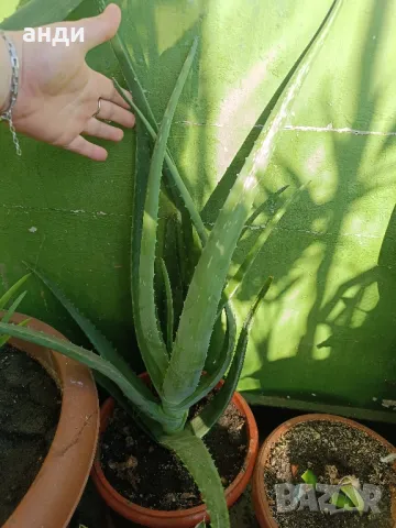 лечебно алое Барбаденсис Милър  →
		Обява 47490408