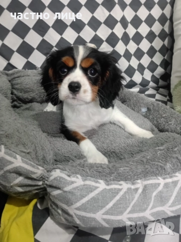 кавалер момиче →
		Обява 52591734