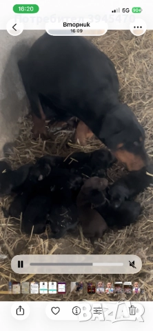 Малки добермани →
		Обява 52584597