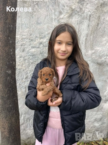 ТОП Червен мини пудел
                

                гр. Ямбол, Боровец
                вчера

                                                            1 900 лв 
                        971,45 €