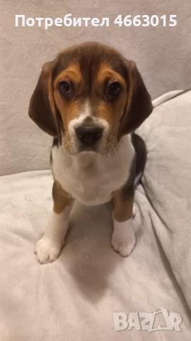 Куче порода Бигъл →
		Обява 52576731