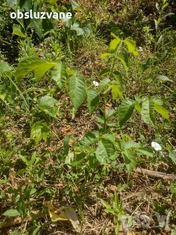 Дърво орехово