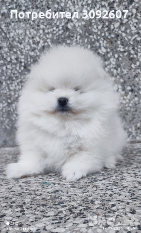 Померан момче  →
		Обява 51806381