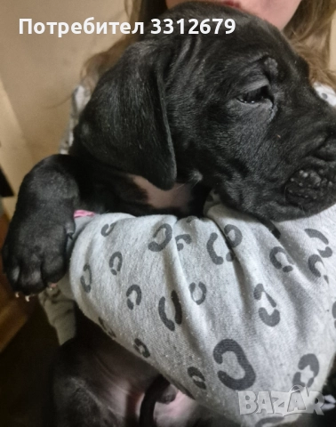 Немски дог – бебета →
		Обява 52621505