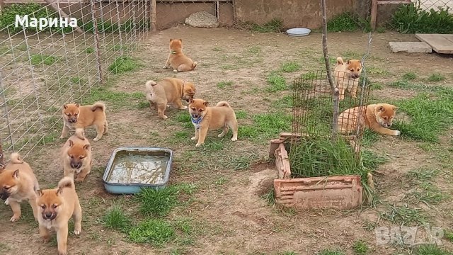 Шиба ину женски кученца
                

                гр. Ямбол
                вчера

                                                            500 лв 
                        255,65 €