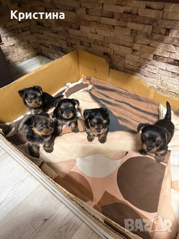 Мини йоркширски териер
                

                гр. Варна, Аспарухово
                днес

                                                            800 лв 
                        409,03 €