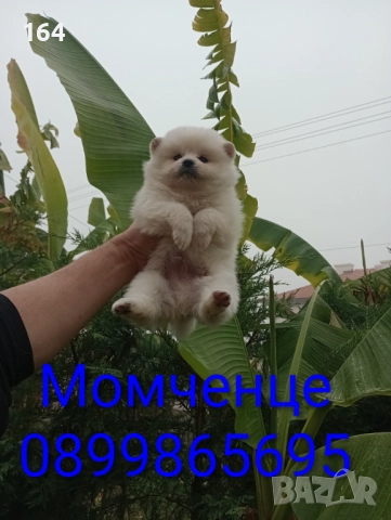 Мъжко и женски Померани. Реални снимки от 17.11.25 →
		Обява 52440093