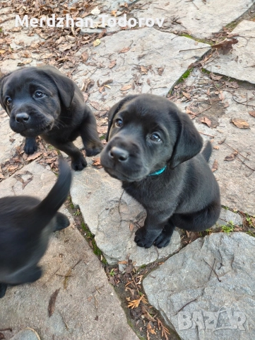 Две лабрадорчета си търсят стопани →
Обява 52677634 Две лабрадорчета си търсят стопани →
Обява 52677634