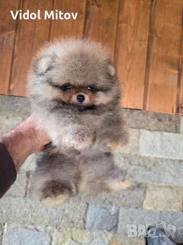 Мини Померан момче  →
		Обява 52555963