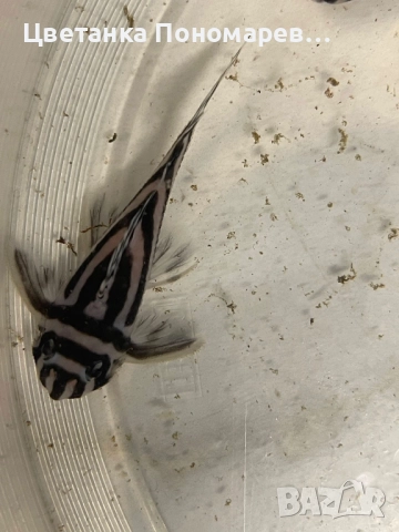 Pleco L046 Hypancistrus zebra / 4броя
                

                гр. Дряново, Габрово
                вчера

                                                            1 200 лв 
                        613,55 €