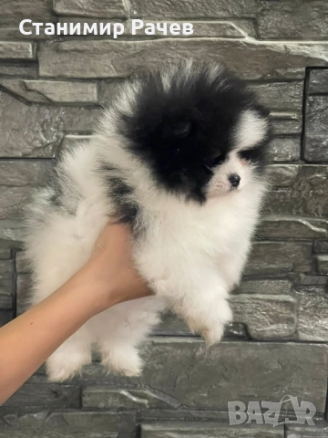 померан померани 
                

                гр. Хисаря, Пловдив
                днес

                                                            1 200 лв 
                        613,55 €